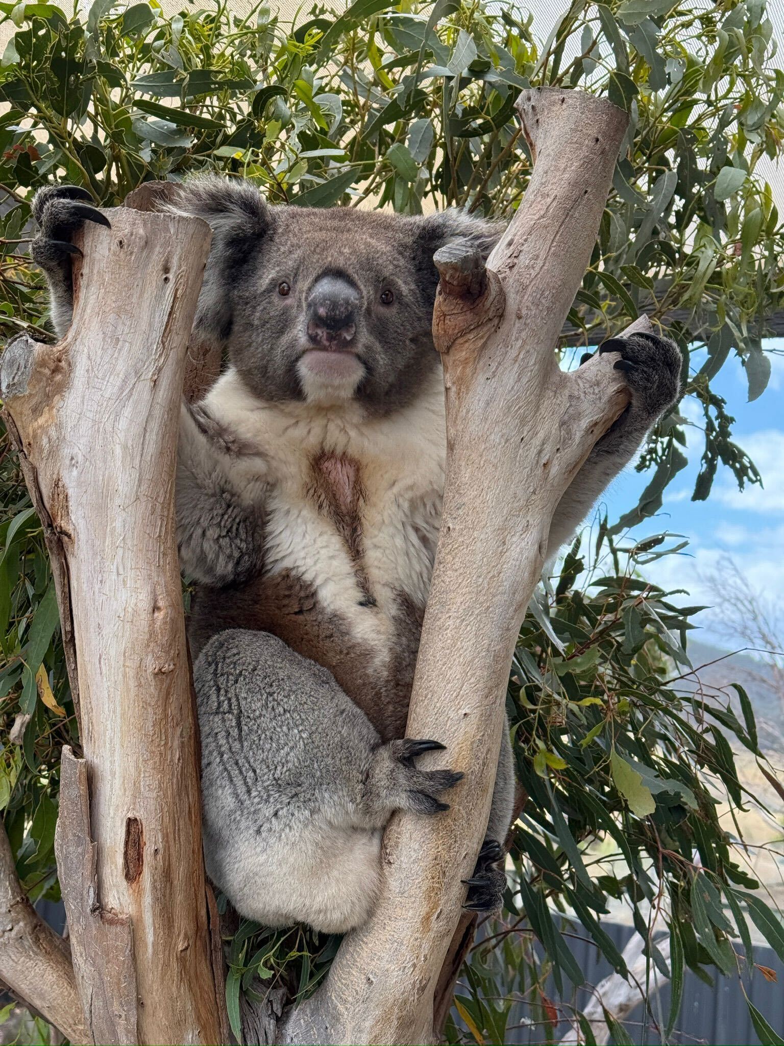 Cac53fcc Dbcf 46Bf 89D6 Fcd11b9d4b15